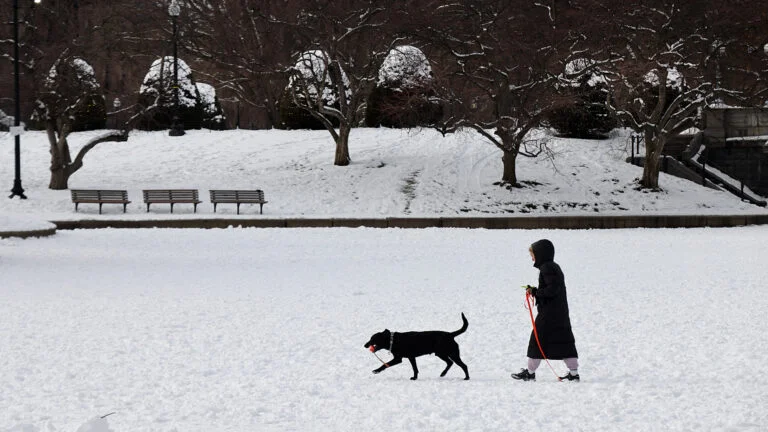 Ask the gardener: A guide to winter shrubs and evergreens in New England