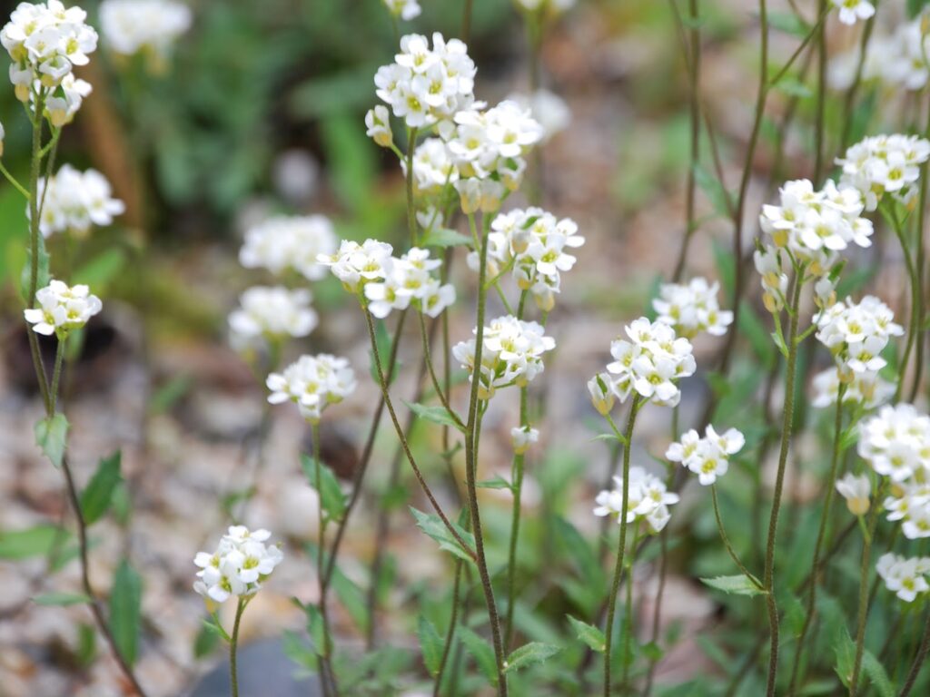 Springtime Mustards