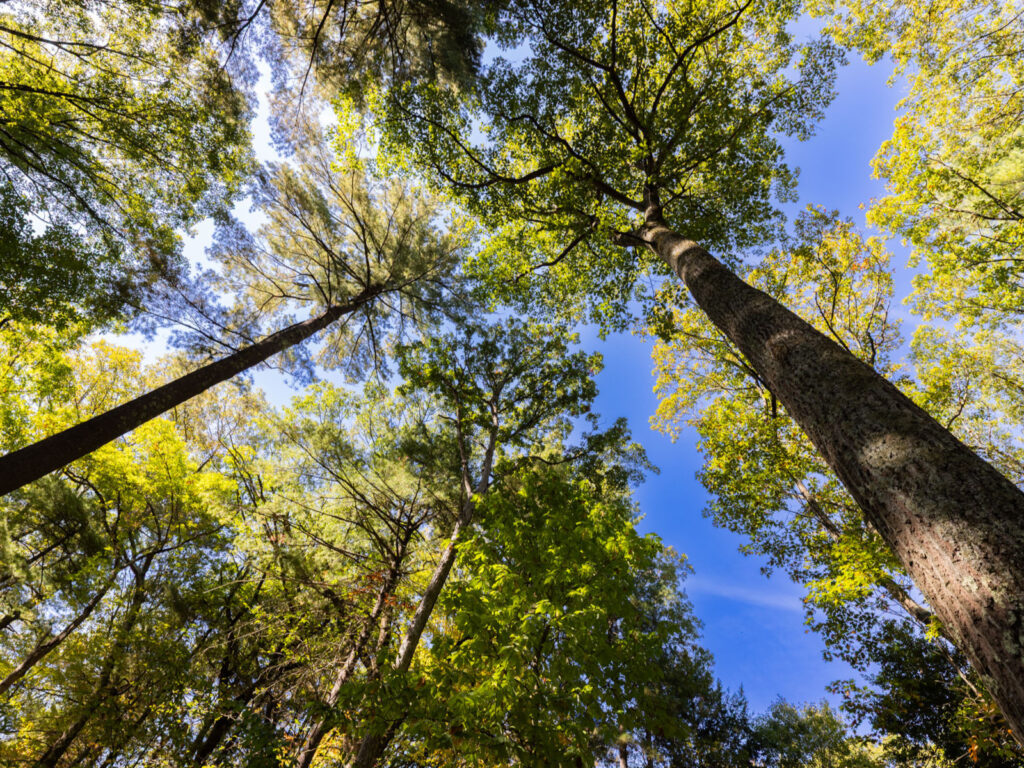 Framework Trees of New England