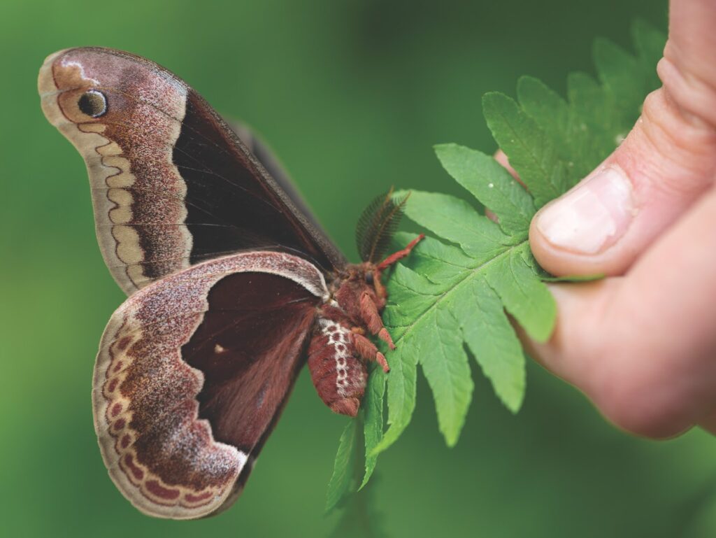 Intro Series: Getting to Know Pollinators