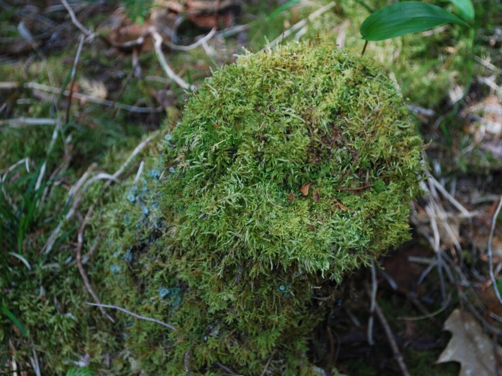 The Ecology of Atlantic White Cedar Swamps