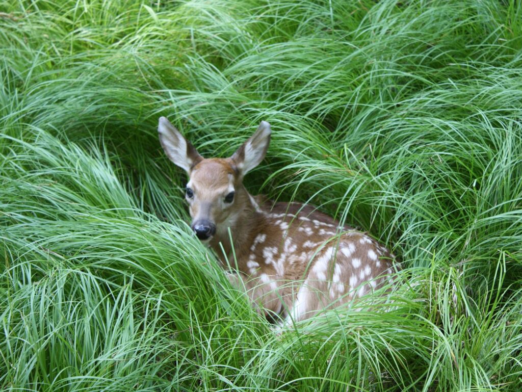 Sharing the Landscape with Deer
