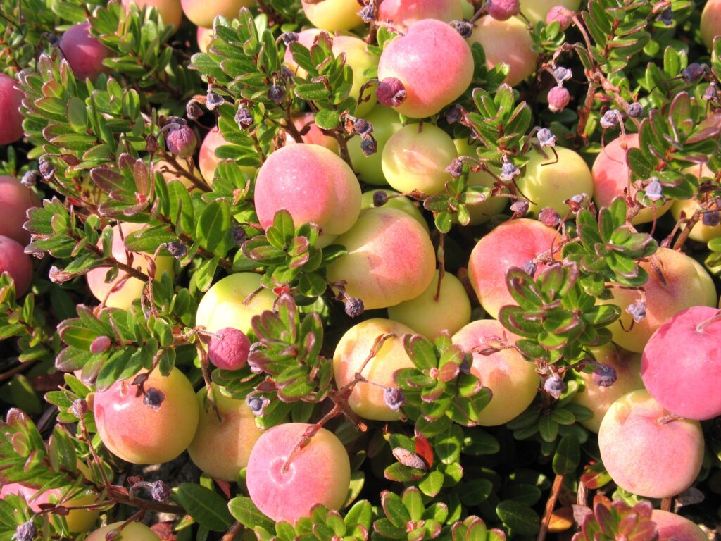 Field Study: Exploring the Flora of Pine Barrens and Cranberry Bogs