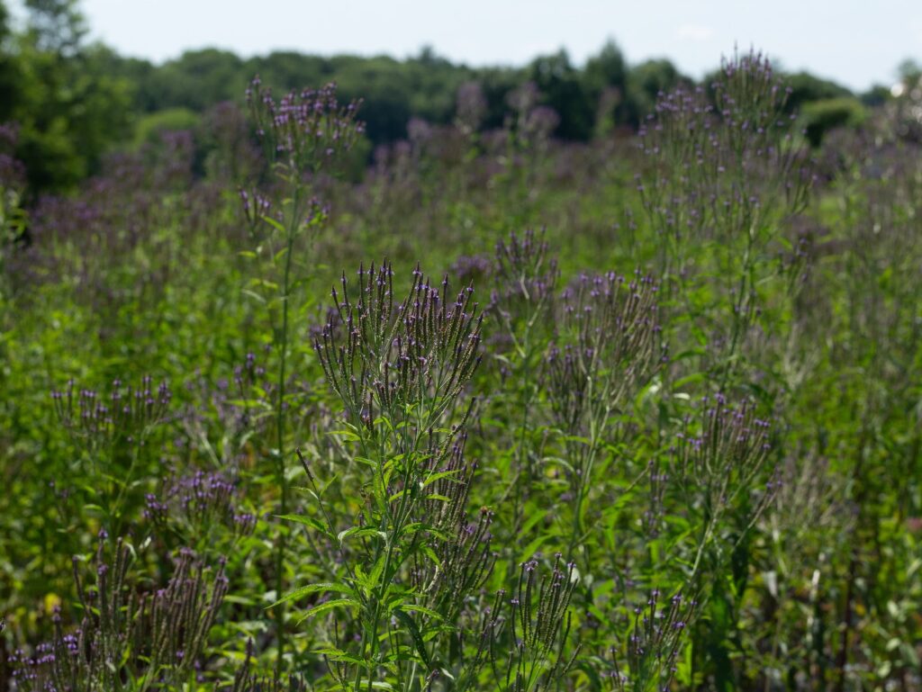 Lunch & Learn: Why Ecoregions Matter