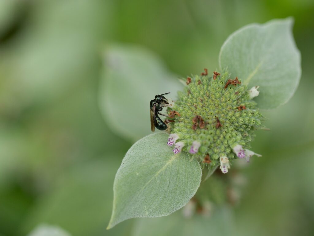 Fast-Growing Plants for the Garden