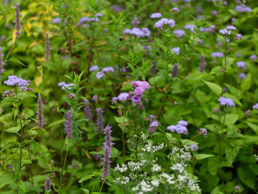 Balancing Native and Non-Native Plantings
