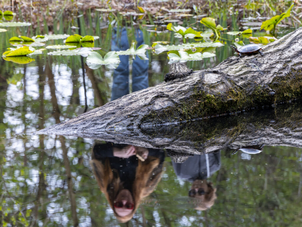 Aquatic Habitats of New England