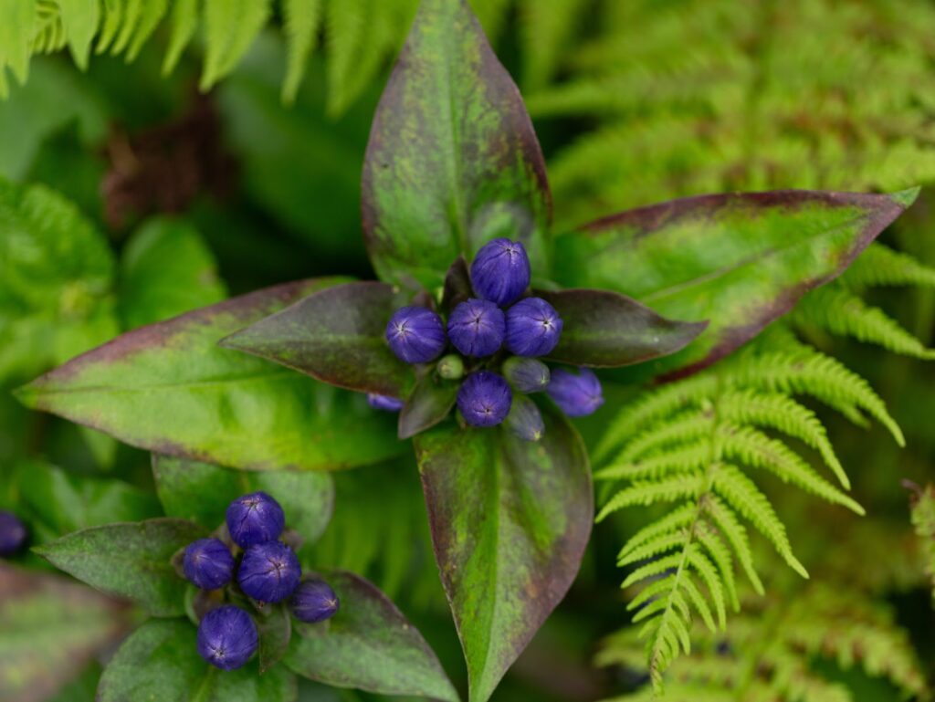 Revitalize Your Yard with Native Plants: A Step-by-Step Introduction