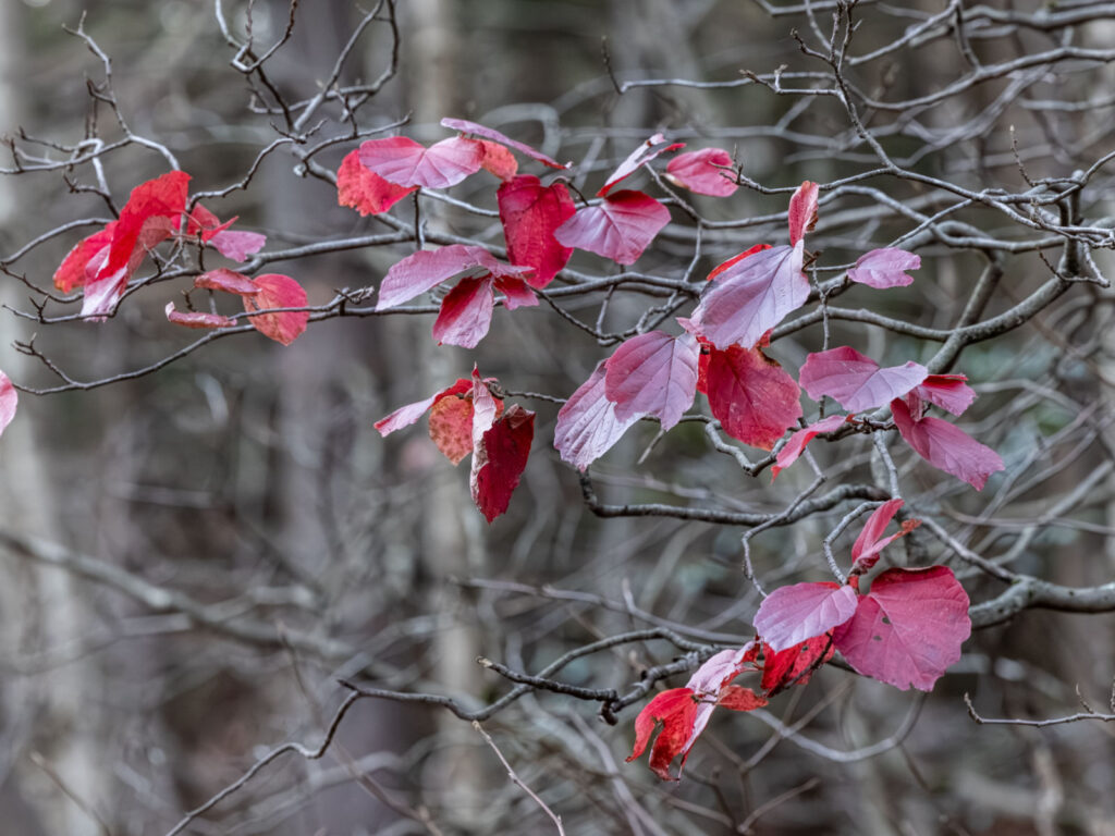 Winter Pruning – Session 1