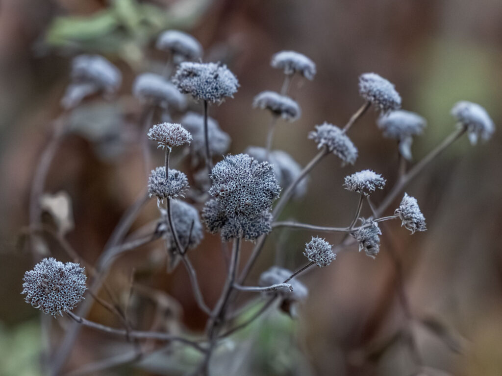 Designing a Four-Season Garden