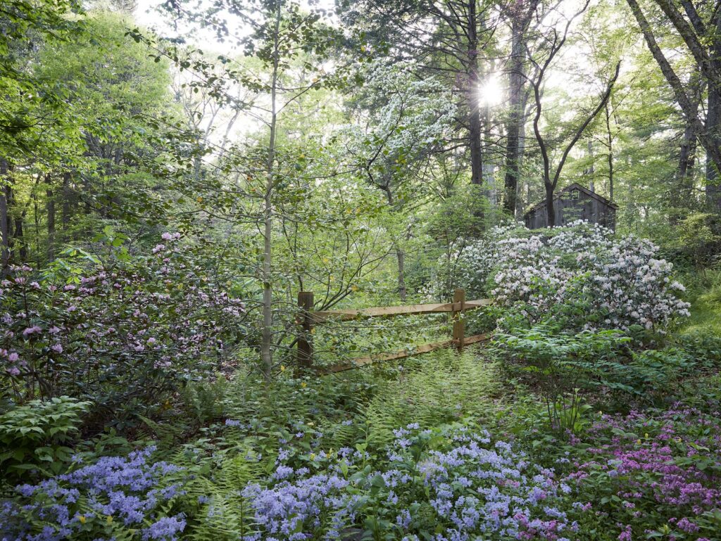 How to Keep a Wild Garden Tidy