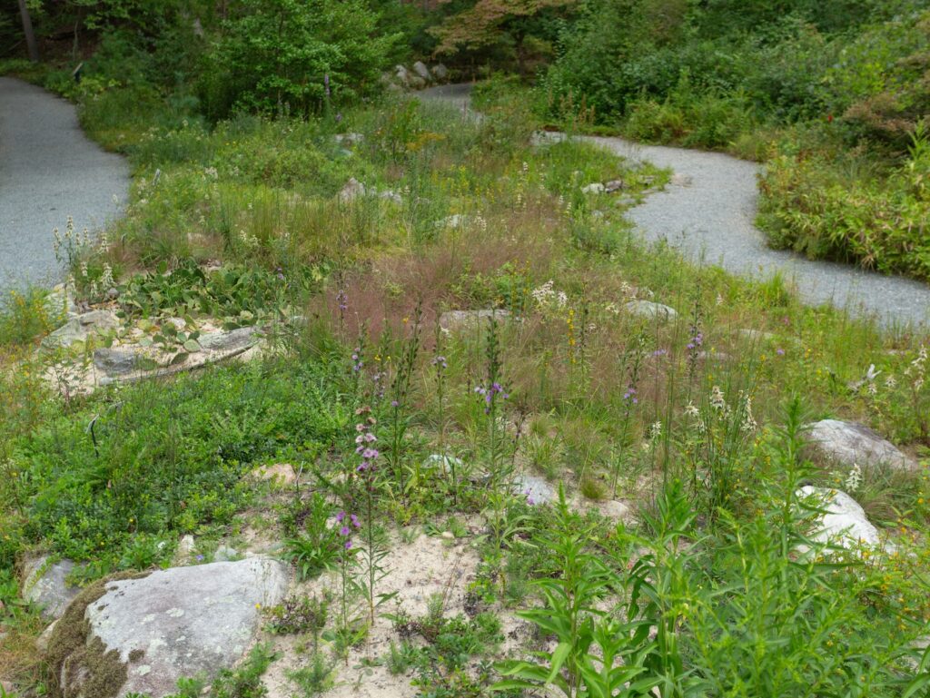 Intro Series: Ecological Garden Care