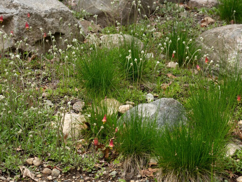 Intro Series: Native Plant Garden Design