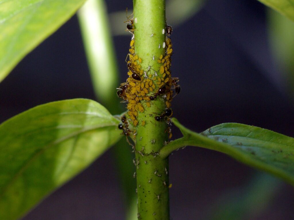 Ecological Integrated Pest Management (IPM)