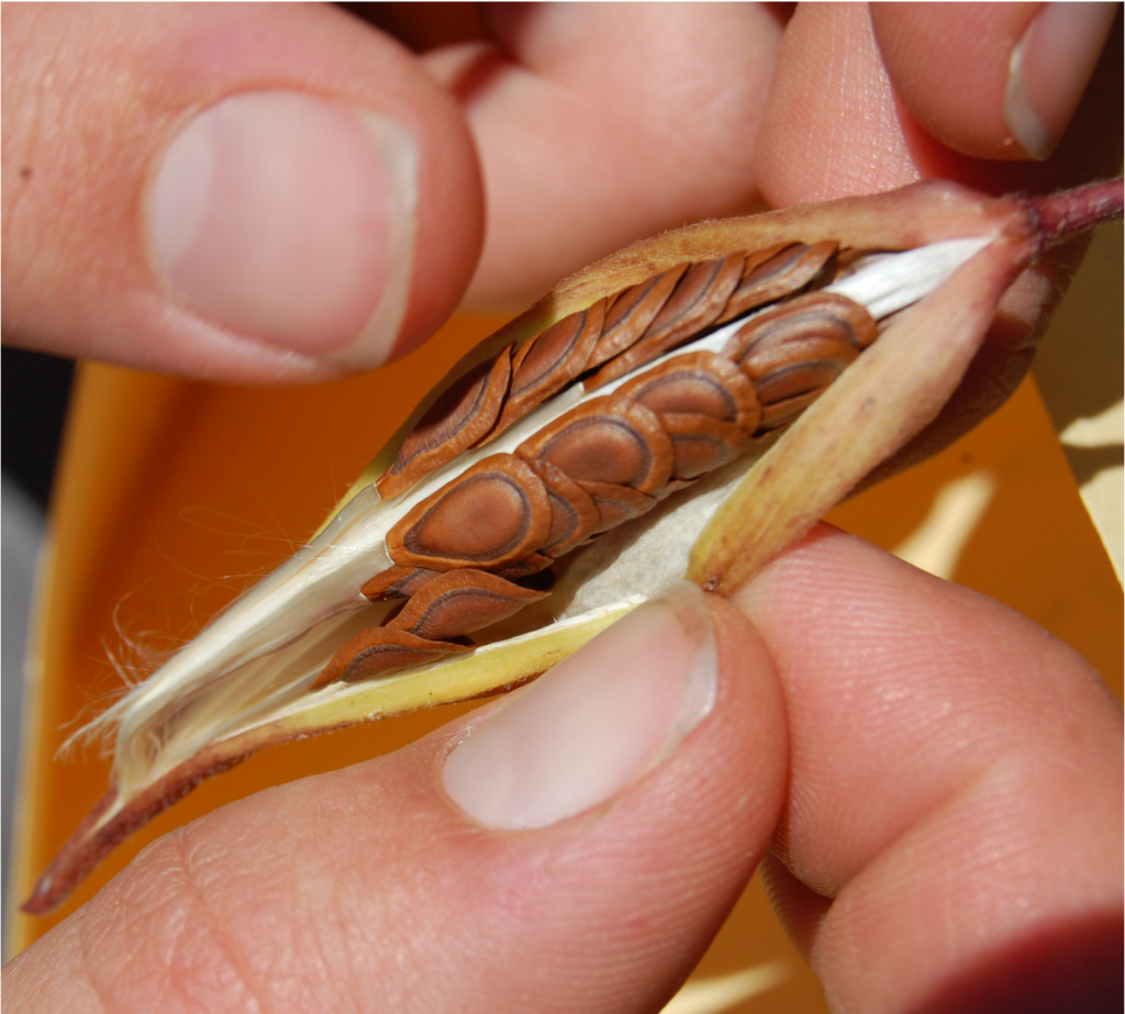 Native Plant Trust Confirms 10M Seeds Now Banked; Announces $1.5M Bequest to Save, Preserve, and Share NativePlants in New England