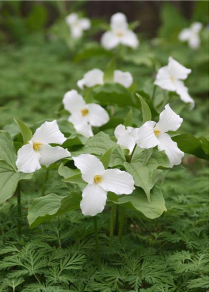 Native Plant Trust Celebrates National Native Plant Month, 10th Anniversary of Trillium Week with Art, Advocacy, and Action during Its 125th Anniversary Year
