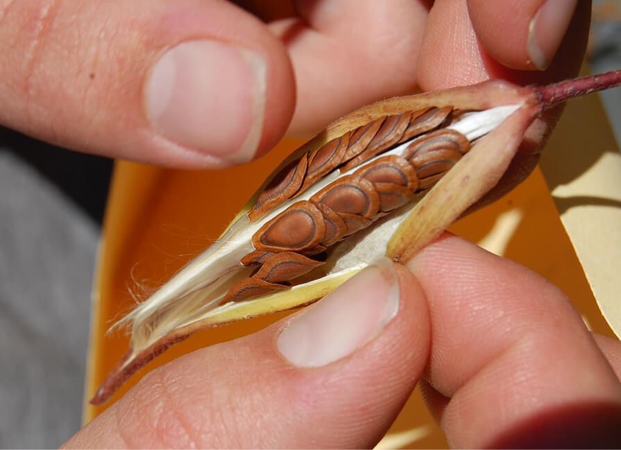 Seed banking