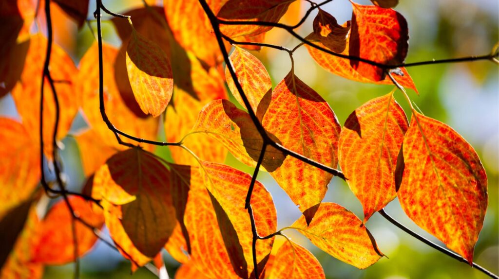 Fall leaves