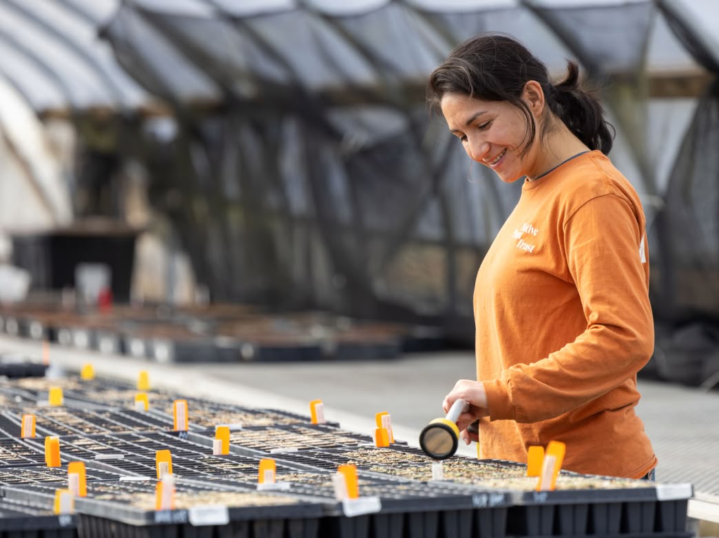 Female Native Plant Trust staff member with orange shirt watering seeds in a greenhouse