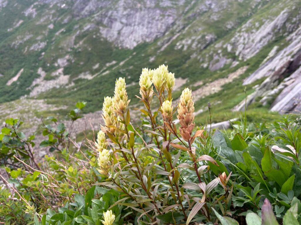 Castilleja septentrionalis