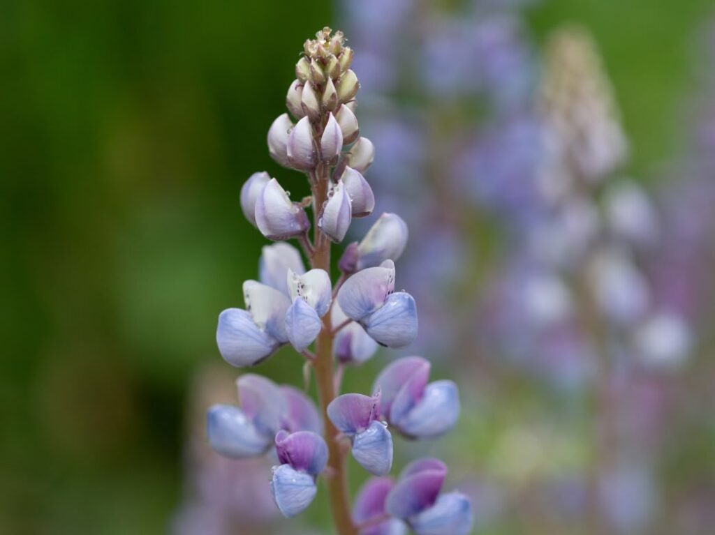 Lupinus perennis