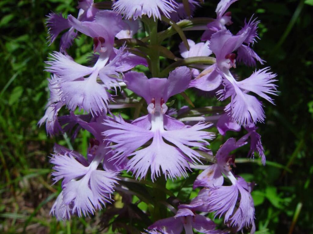 Platanthera grandiflora flowers