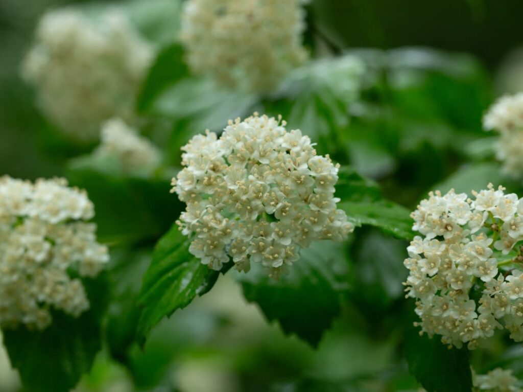 Viburnum rafinesquianum