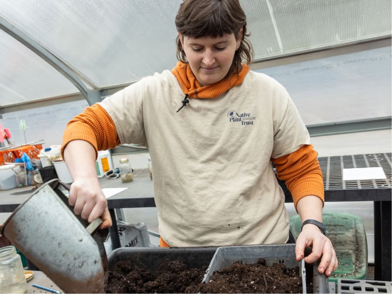 Girl in Native Plant Trust shirt demonstrating seed sowing in a greenhouse