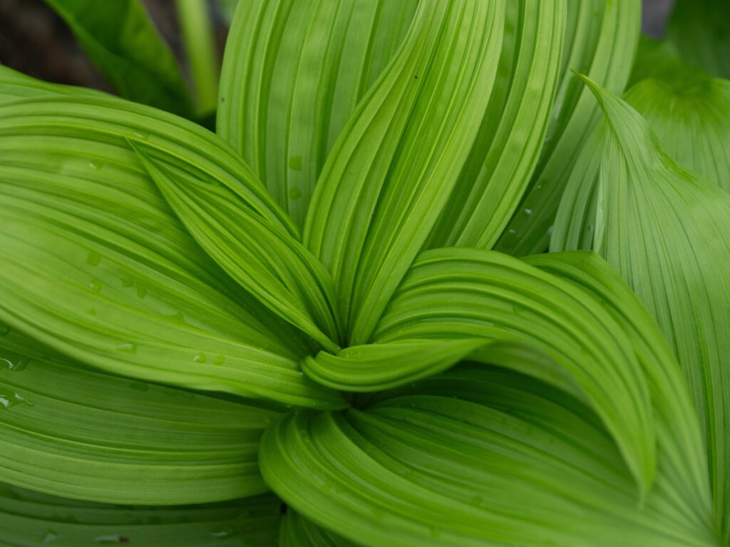 Plants 101: Introduction to the Green World