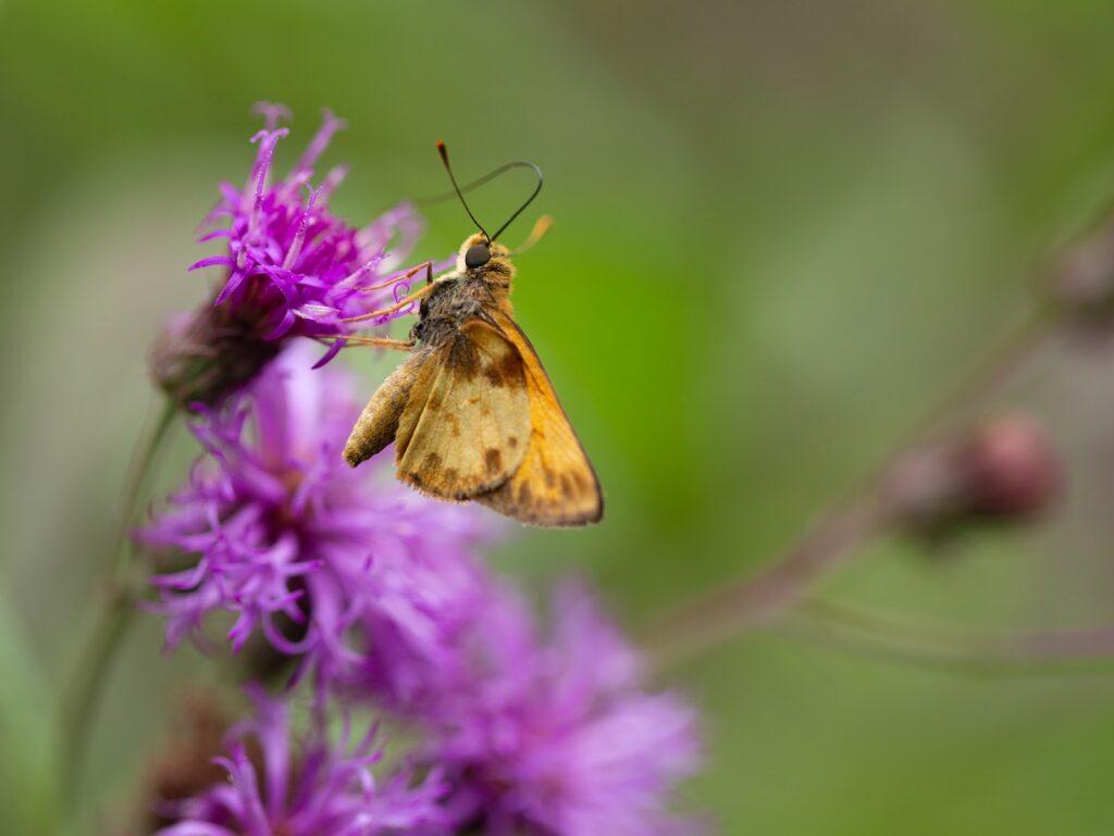 Gardening for Pollinators
