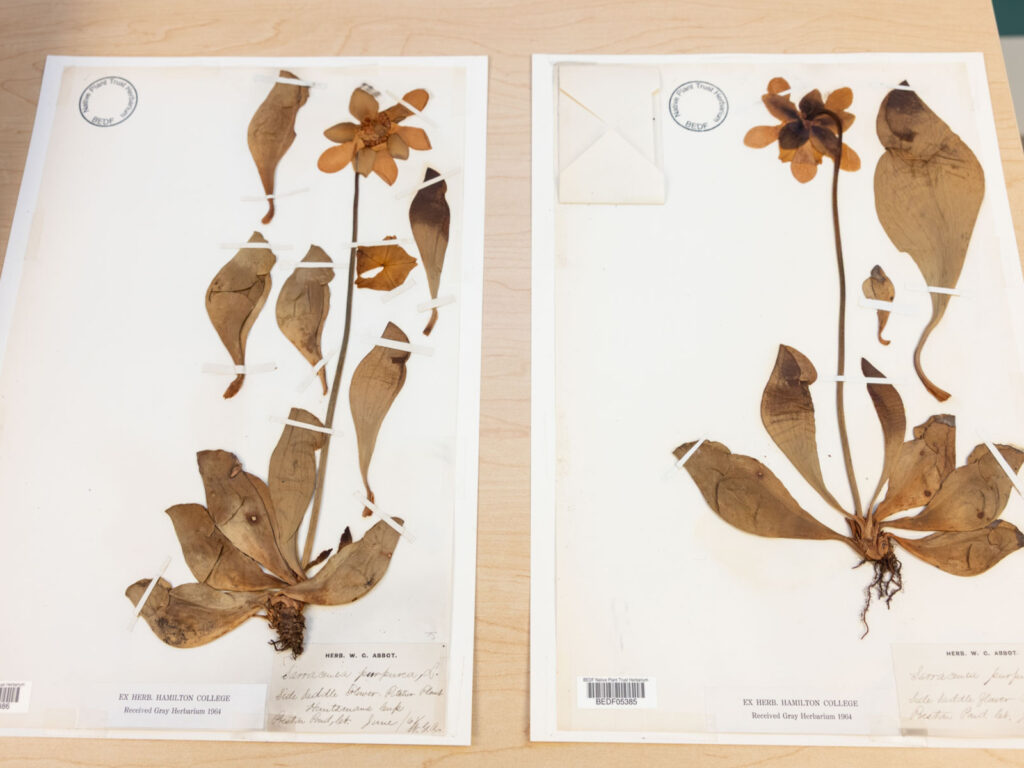 Learn to Mount Herbarium Specimens