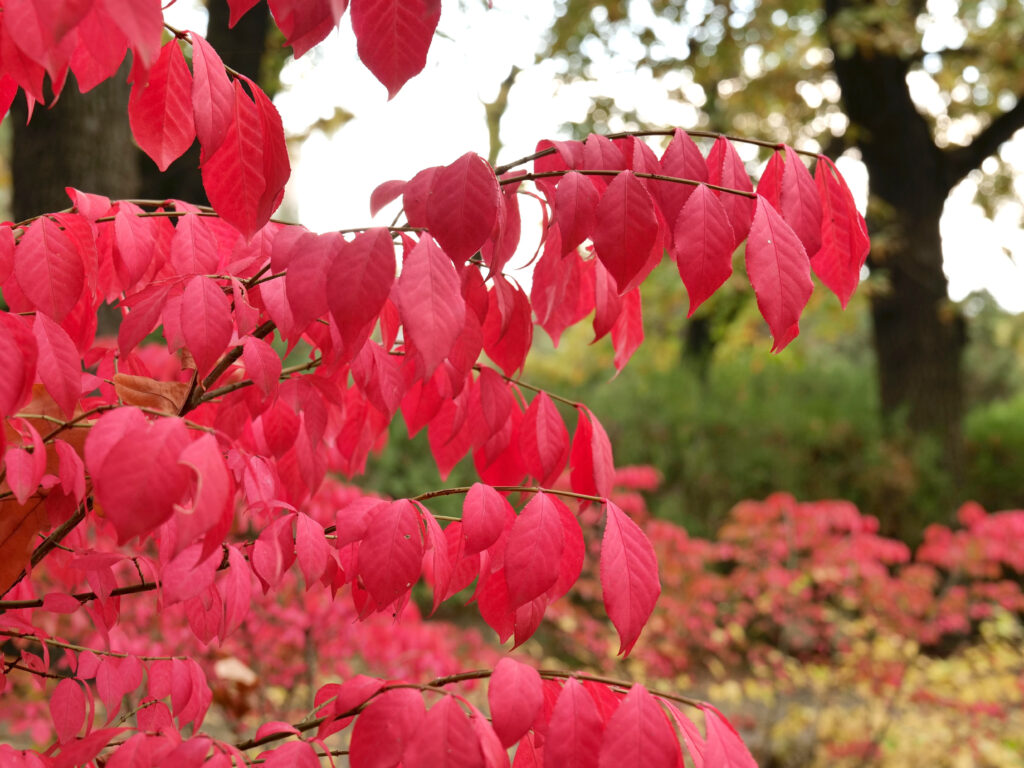 Managing Invasives for Homeowners