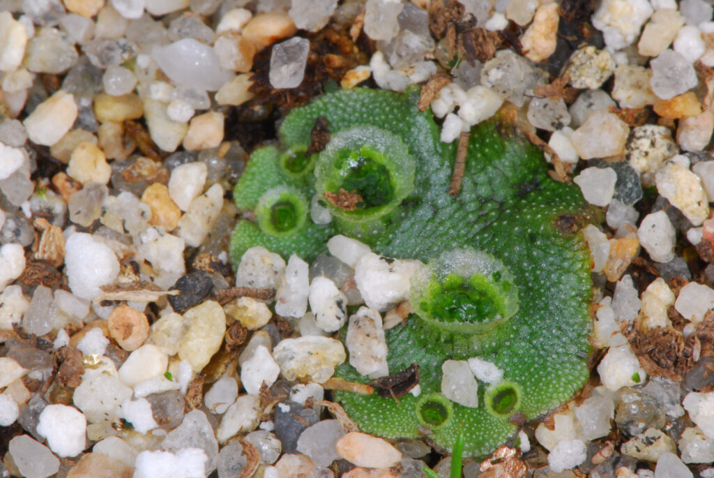 An Introduction to the Liverworts of New England